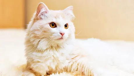 Rasa de pisici Angora Turcească. Ce le face speciale pe aceste pisicuțe
