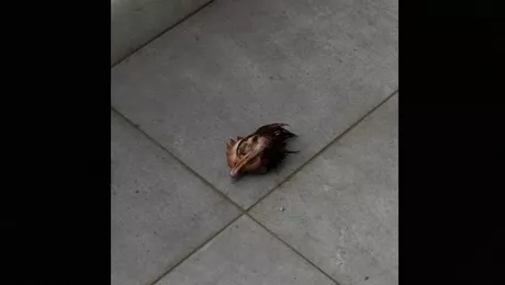 Clujenii, îngroziți din cauza unui cap de găină aruncat pe o terasă. Cine a stârnit teroarea în oraș