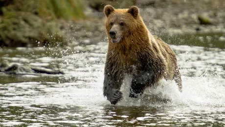 Turiștii din Predeal, îngroziți de urși. Un animal sălbatic a fost surprins intrând într-o pensiune
