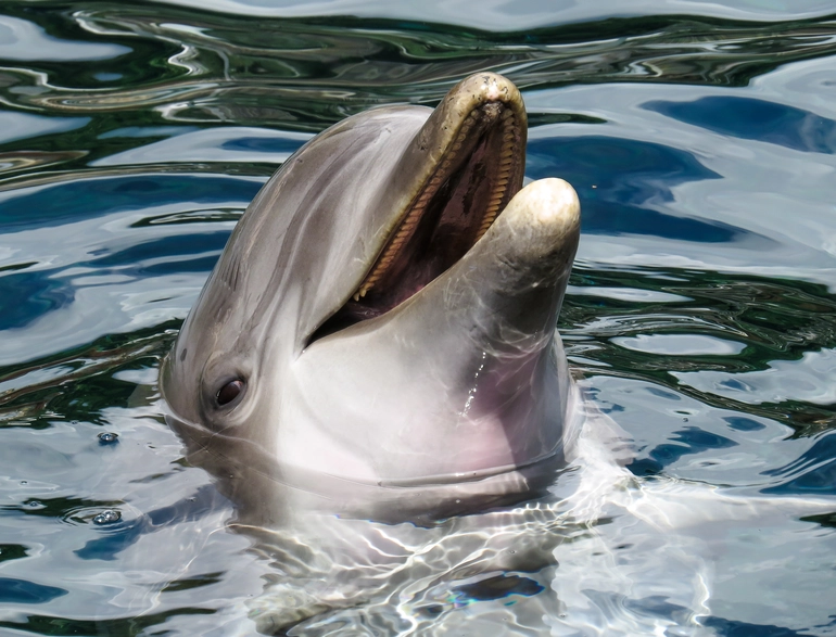 Delfinii au mari probleme cu somnul. Sunt productivi intre 10 dimineata si 2 dupa-amiaza